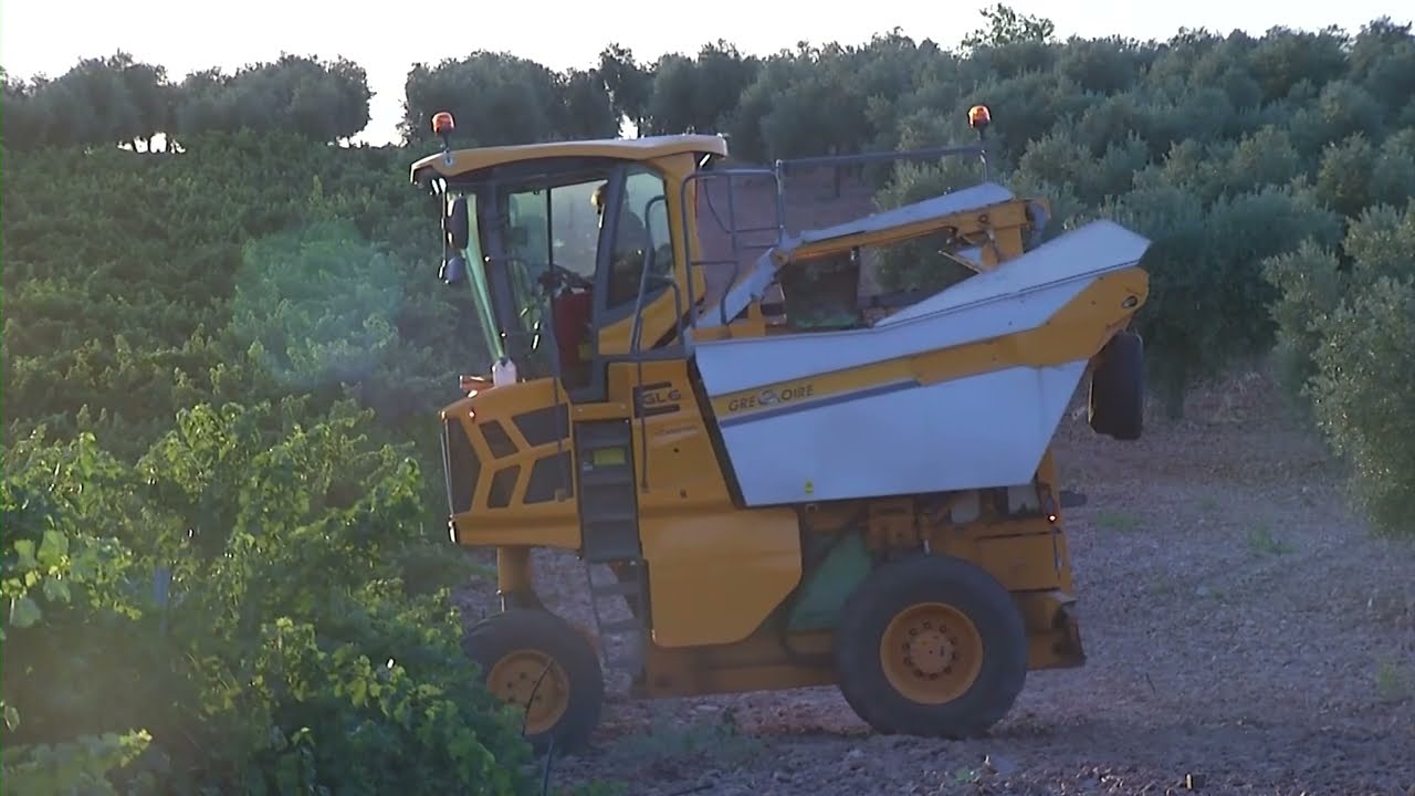 Arranca la vendimia 2022 en DO La Mancha