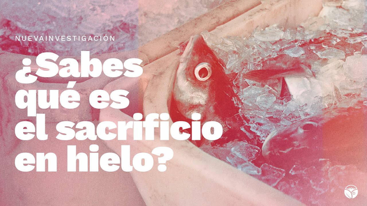 NUEVA INVESTIGACIÓN ESPAÑA: ¿De dónde viene el pescado destinado al consumo?