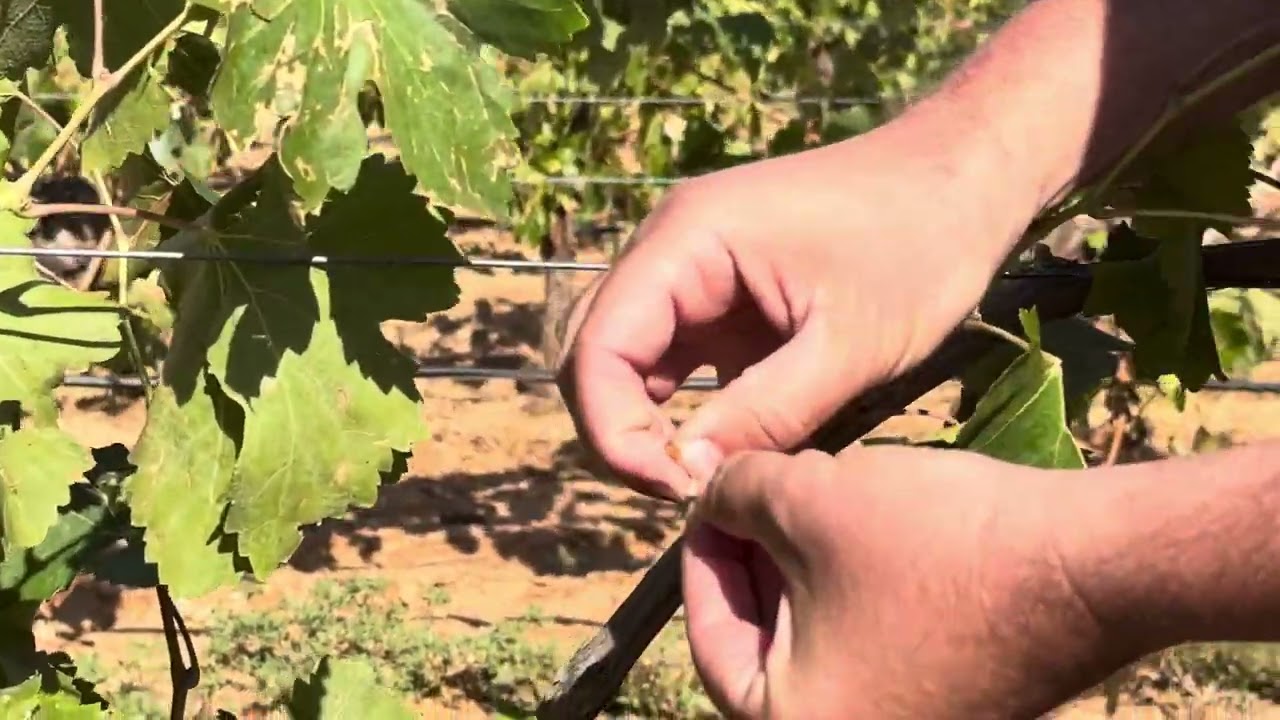 Malas peritaciones de Agroseguro. Enfado de viticultores_Explicación