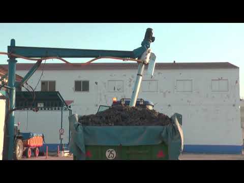 La DO La Mancha valora la buena calidad de la recolección en la vendimia más atípica