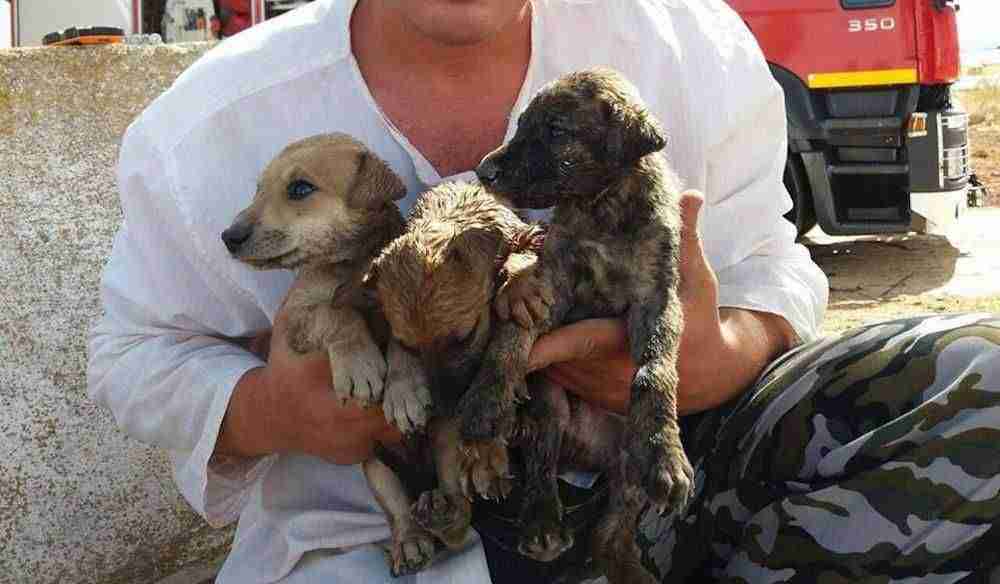 Rescate de cachorros en un pozo en Herencia (Ciudad Real) 1