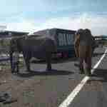 Un accidente con elefantes en la Autovía A-30 en Albacete 14