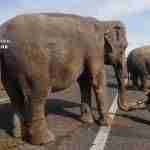 Un accidente con elefantes en la Autovía A-30 en Albacete 16