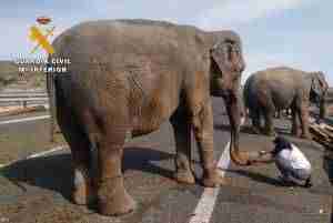 accidente a-30 elefantes 16 3