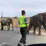Un accidente con elefantes en la Autovía A-30 en Albacete 7