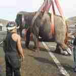 Un accidente con elefantes en la Autovía A-30 en Albacete 8