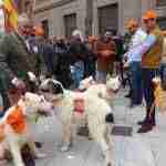 Miles de cazadores toman las calles de Castilla-La Mancha para reivindicar la caza 3
