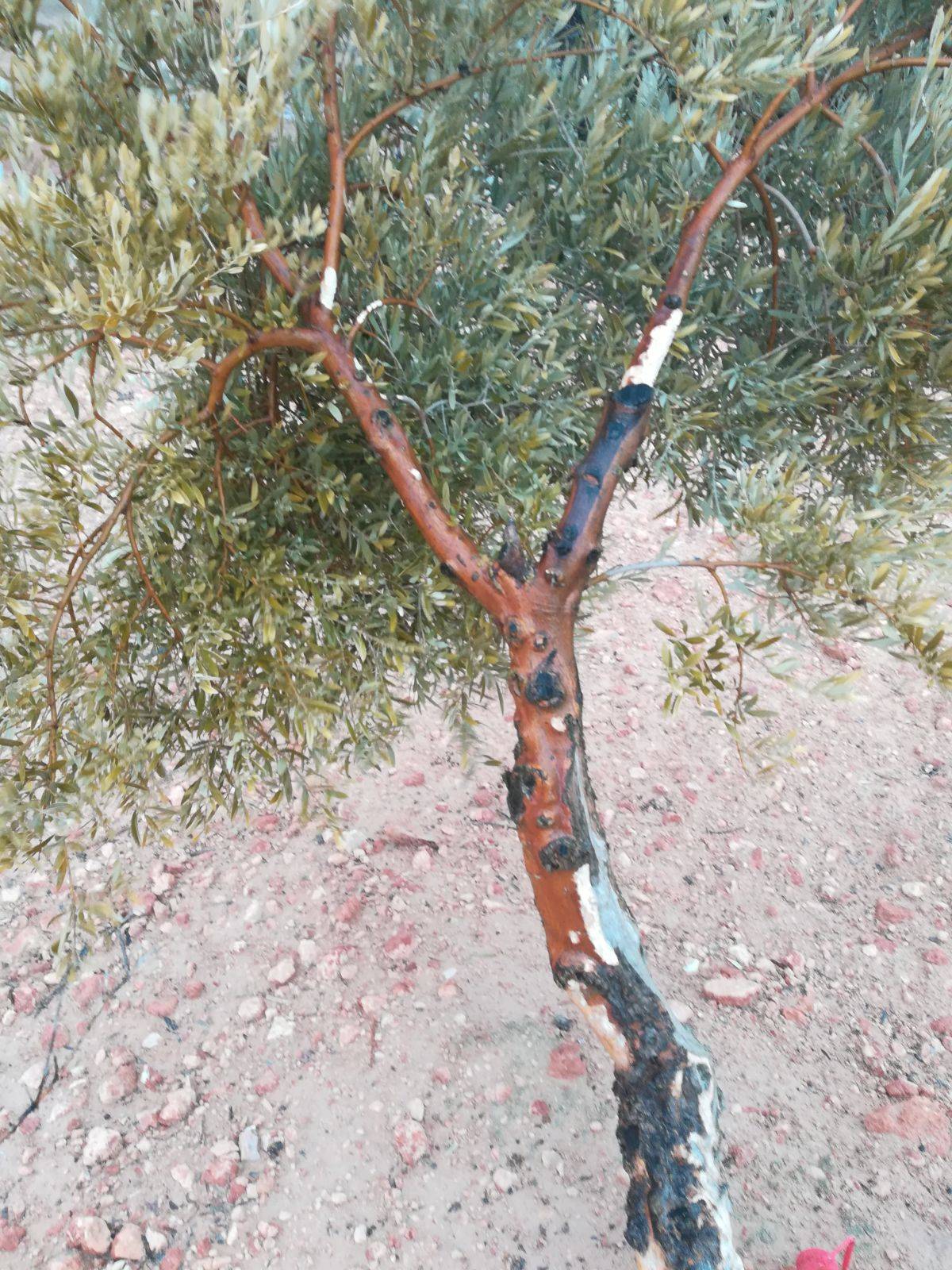 Tractoradas para mostrar las quejas ante la ineficacia de las medidas tomadas respecto a la plaga de conejos 2