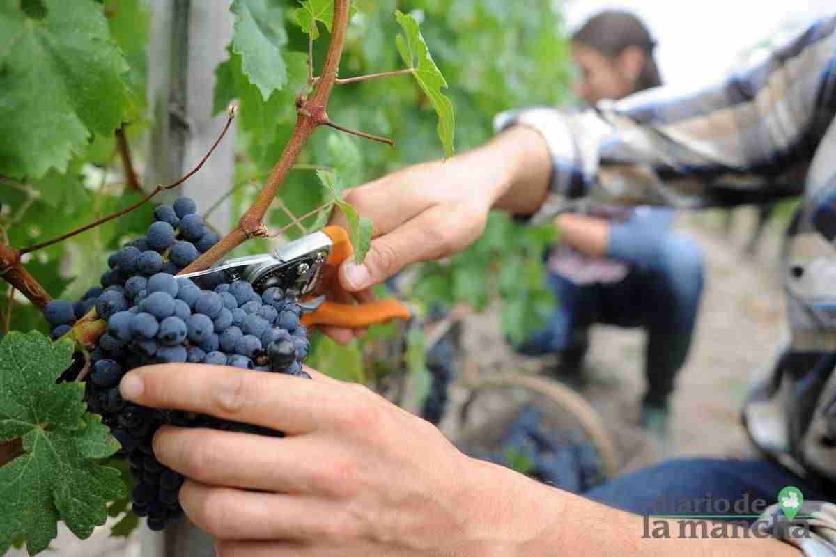 Chardonnay y moscatel marcan el inicio de la vendimia en los viñedos DO La Mancha 1