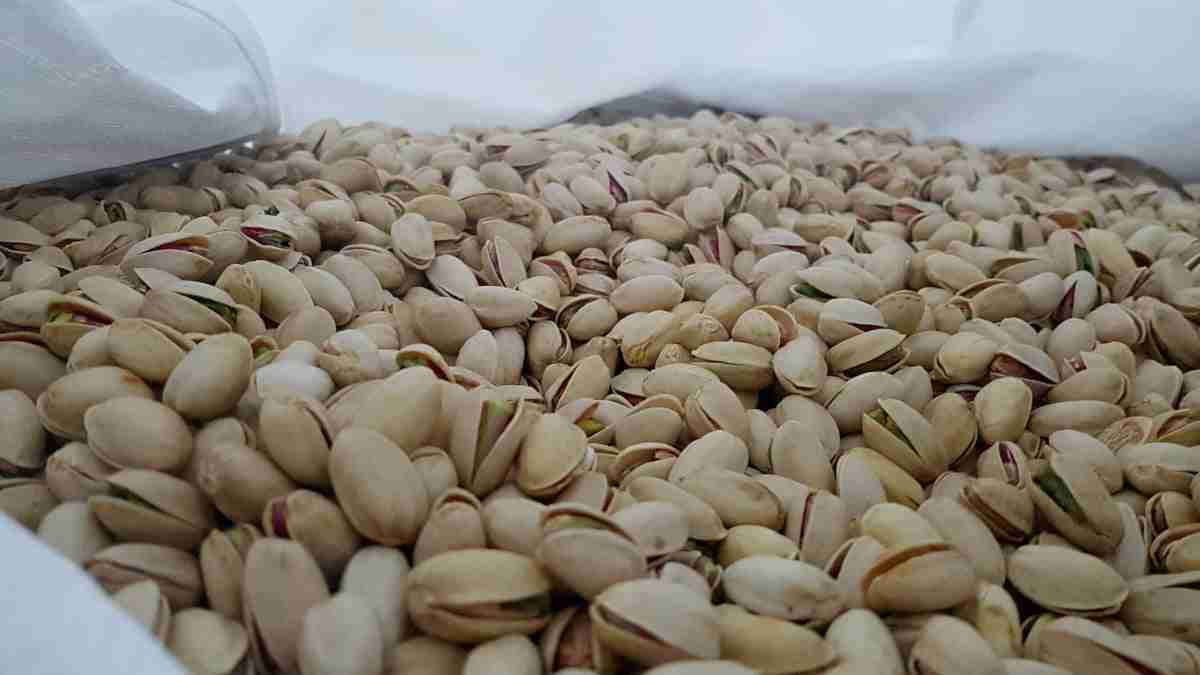 Nace Domo Pistachio, una agrupación de productores de pistacho de Villacañas y Manzanares para comercializar este fruto seco 2