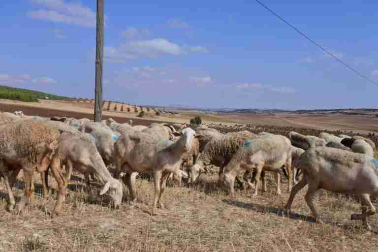 nuevo abono de ayudas de la pac para ganaderos y agricultores de clm