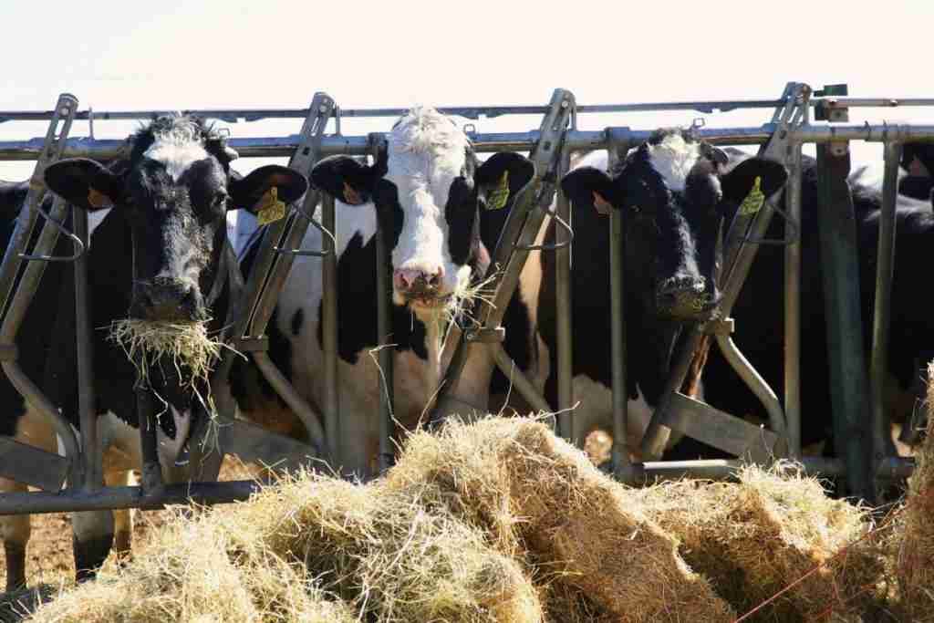 entregadas ayudas asociadas para las vacas nodrizas