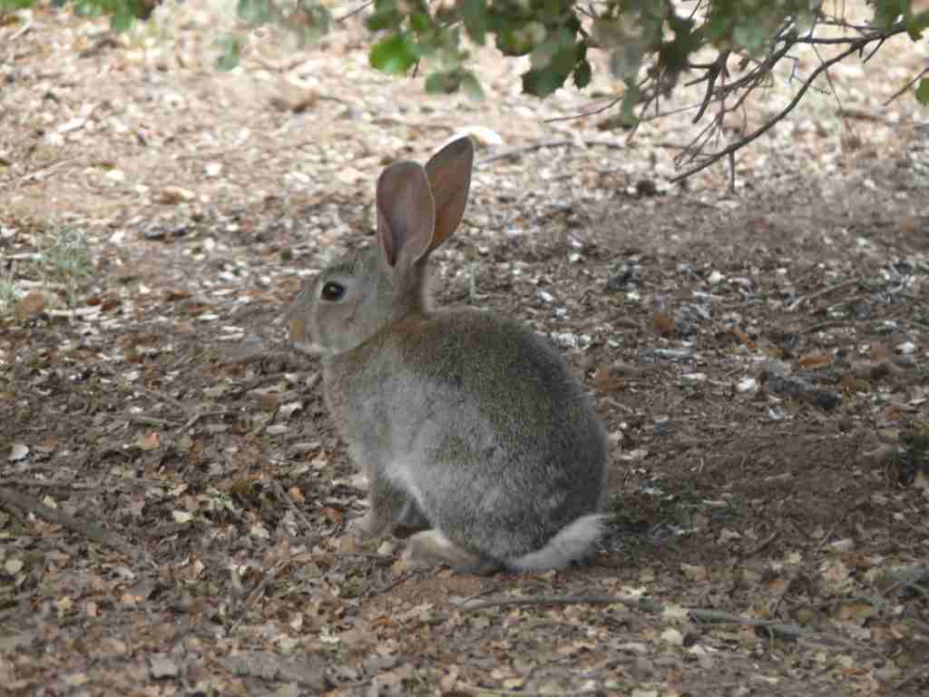junta autorizara caza de conejo de monte