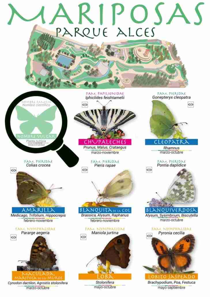 Guía de especies de mariposas en el parque Alces de Alcázar de San Juan por el Día Internacional de la Biodiversidad 2