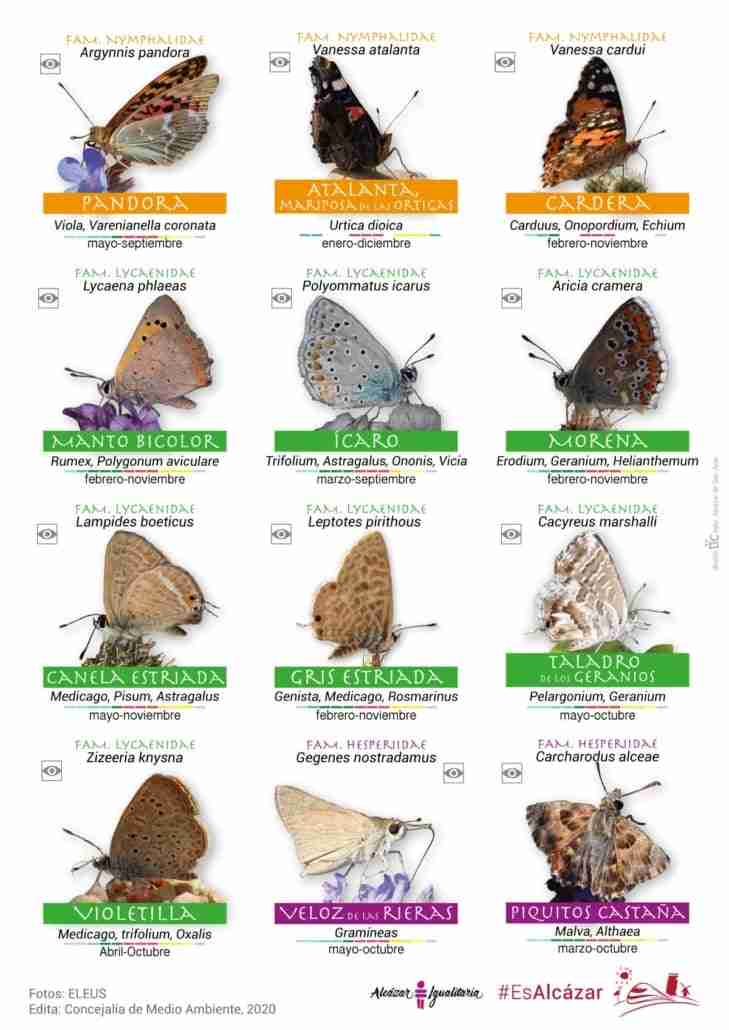 Guía de especies de mariposas en el parque Alces de Alcázar de San Juan por el Día Internacional de la Biodiversidad 3