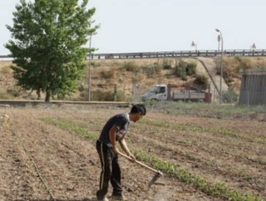 adjudicadas parcelas para huertos ecologicos urbanos en torralba de calatrava