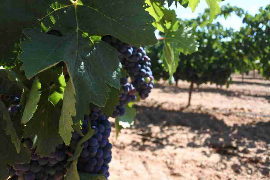 Castilla-La Mancha abonará la semana próxima 2,6 millones de euros de ayudas a la reestructuración del viñedo potenciando la rentabilidad de las explotaciones 2