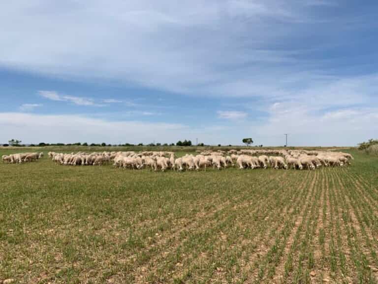 upa clm reinvidinca agricultura y ganaderia familiares dia del medio ambiente