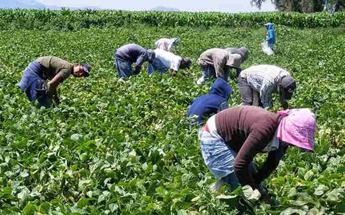UGT FICA CLM reclama trabajar sobre la precariedad de los temporeros y revisar medidas de seguridad laboral en campañas agrícolas 2