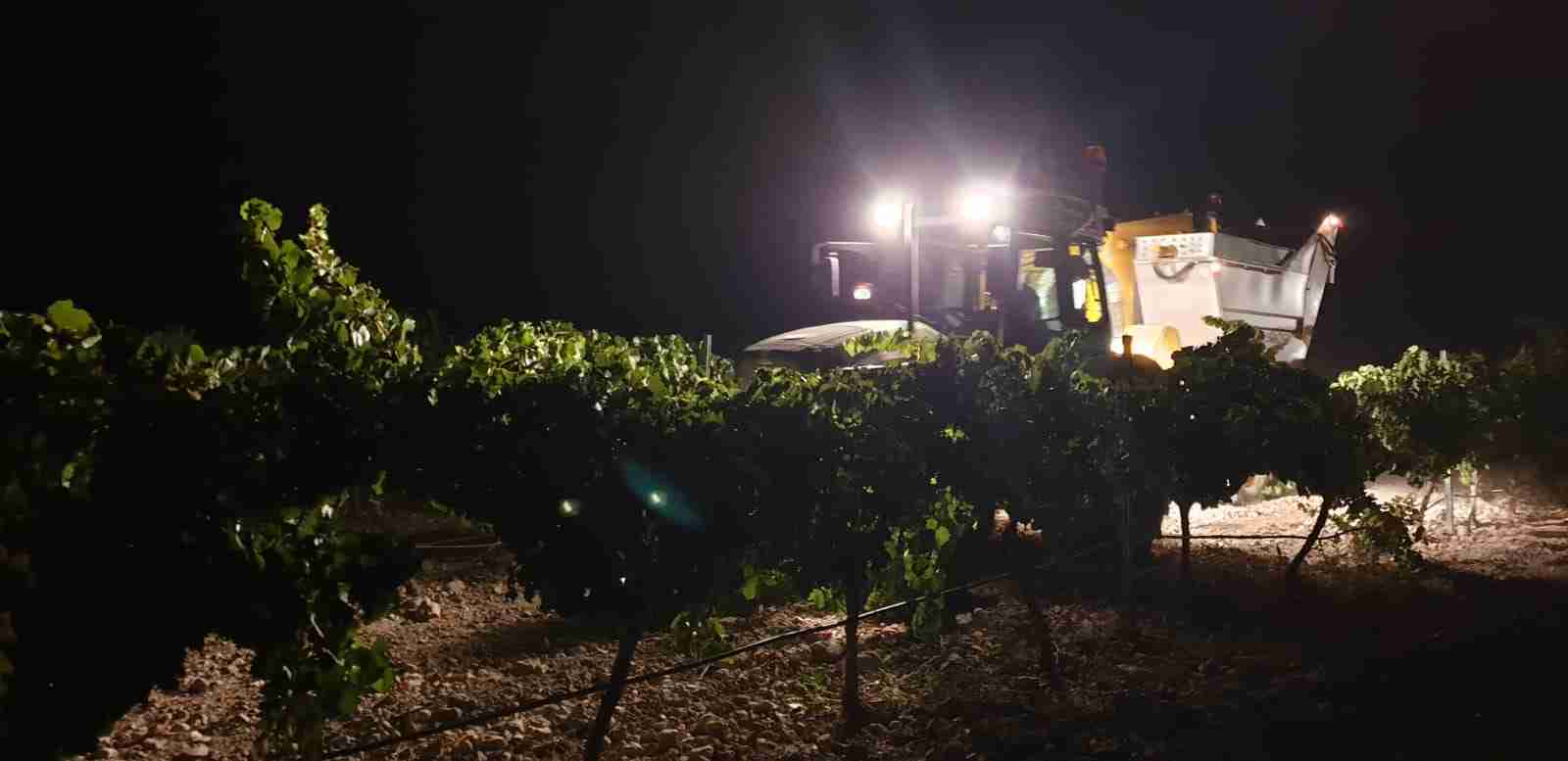 Preocupación entre los agricultores de El Progreso por los precios de la uva que se están viendo en la provincia 1