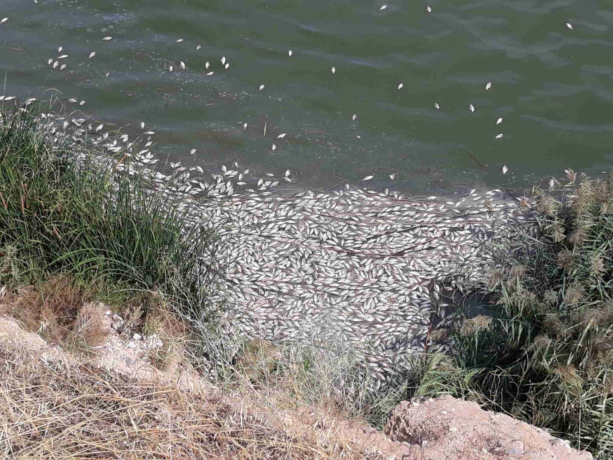 Ecologistas en acción Toledo denuncian una gran mortandad de peces en el Tajo 1