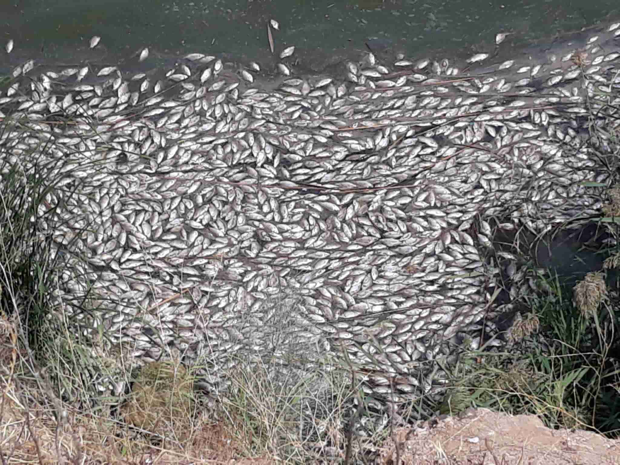 Ecologistas en acción Toledo denuncian una gran mortandad de peces en el Tajo 2