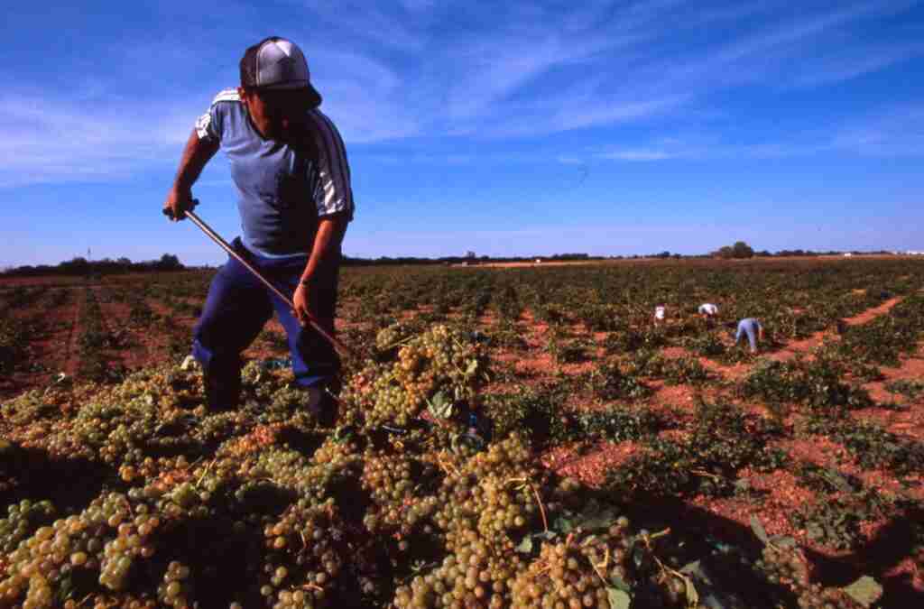 Tomelloso es el mayor viñedo del mundo 6 tomelloso el mayor vinedo del mundo