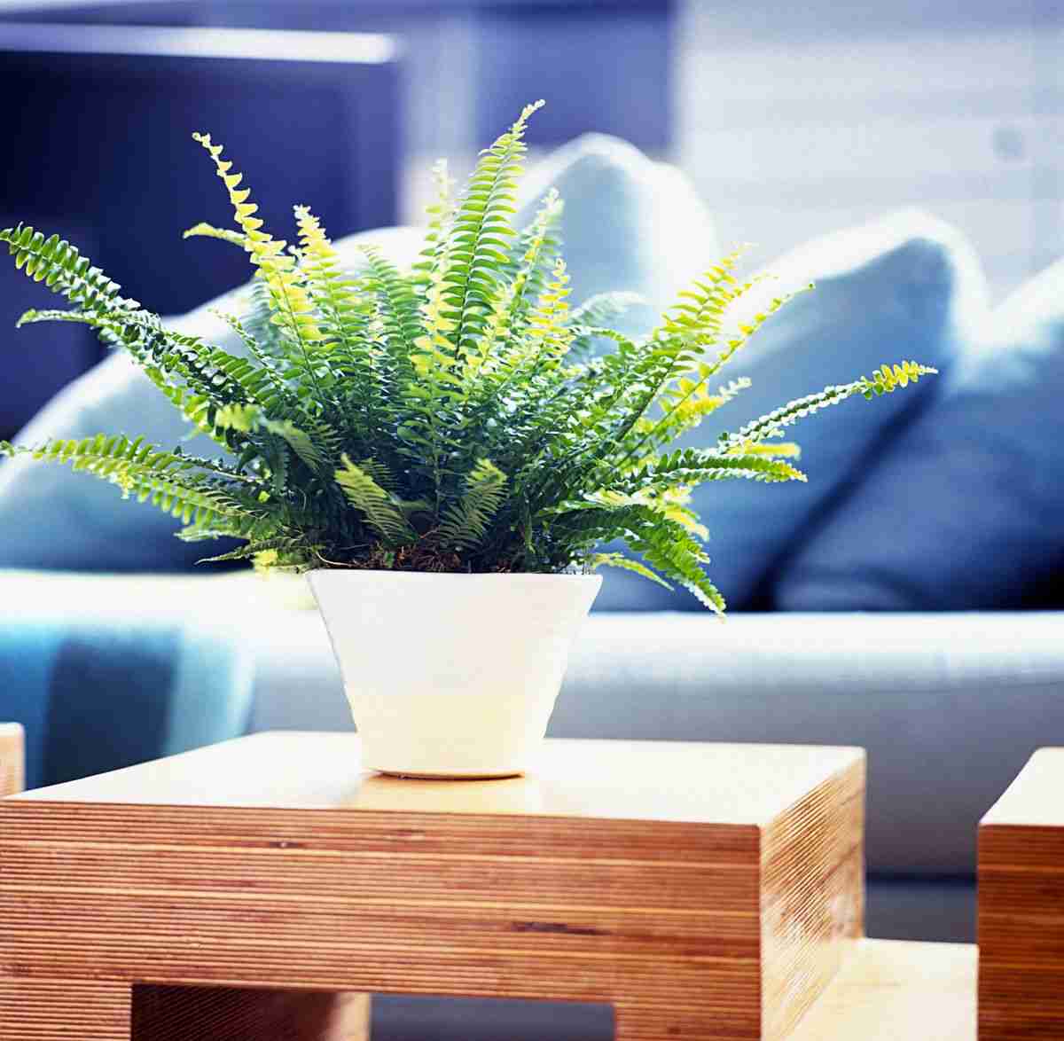 6 Plantas de invierno para decorar tu hogar 5