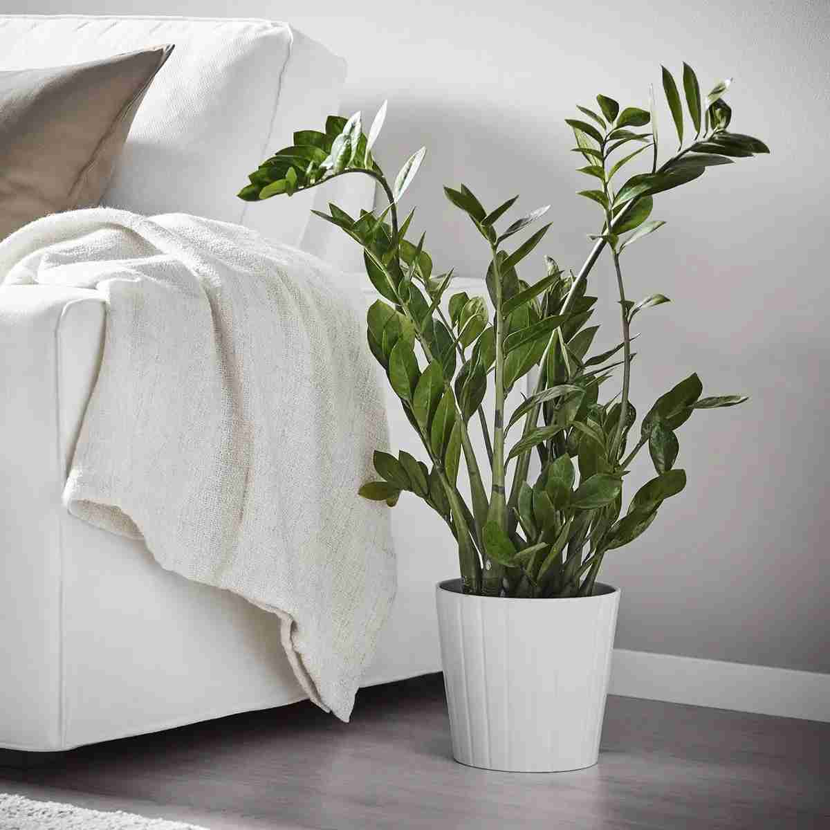 6 Plantas de invierno para decorar tu hogar 4