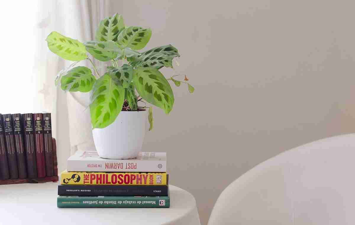 6 Plantas de invierno para decorar tu hogar 3