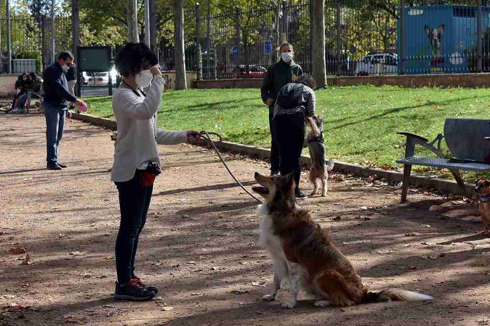 Training canino
