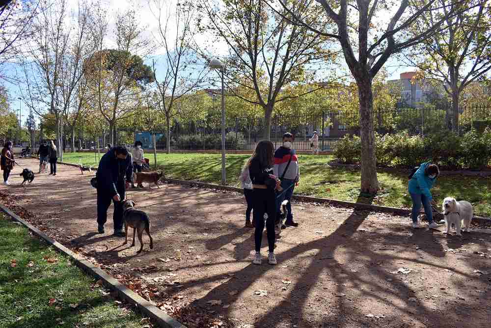 Training canino