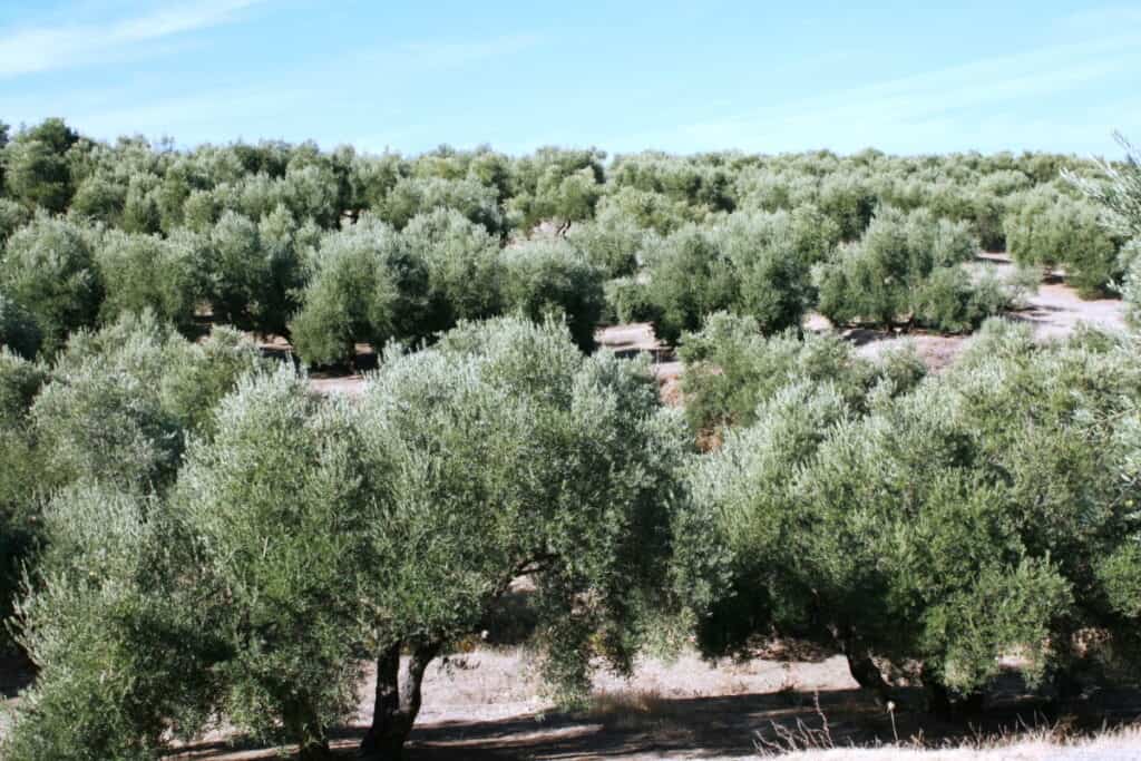 dia del olivo