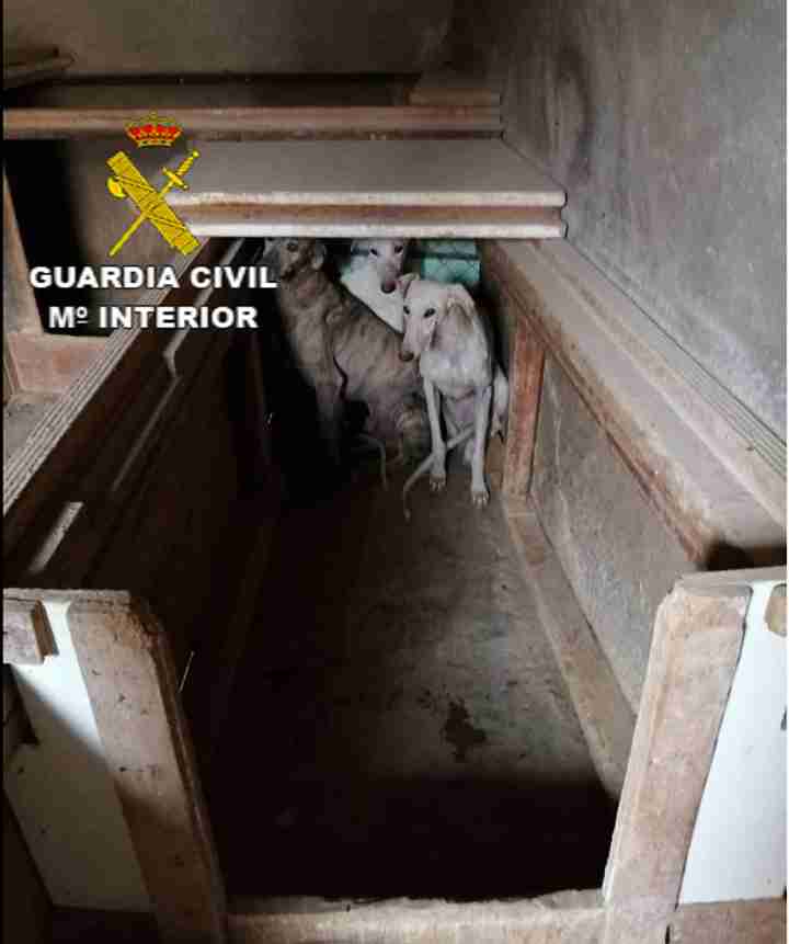 La Guardia Civil investiga a 1 persona por maltrato de animales domésticos 6
