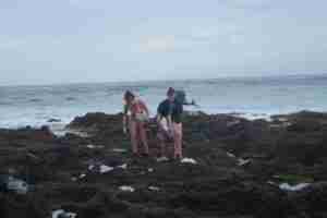 Investigadores de la ULL estudian efectos del cambio climático en especies costeras de Tenerife 1