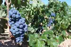 El Gobierno regional abona más de 2,1 millones de euros en ayudas a 211 viticultores de la provincia de Ciudad Real 1