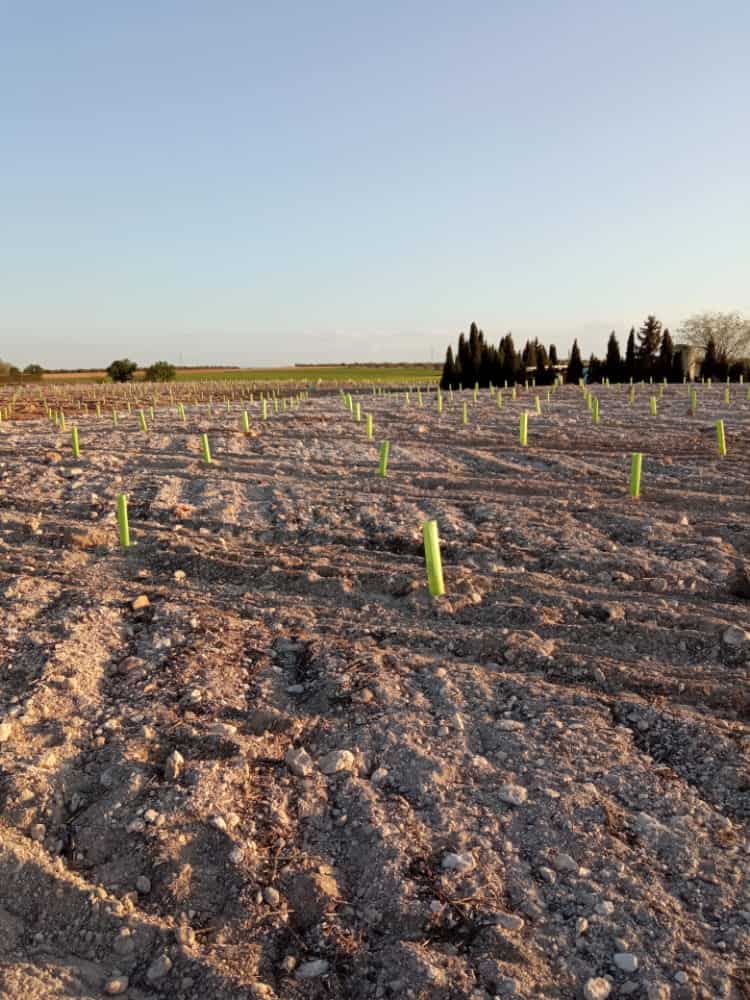 Comienza la reforestación del vertedero sellado con 800 pinos piñoneros 2