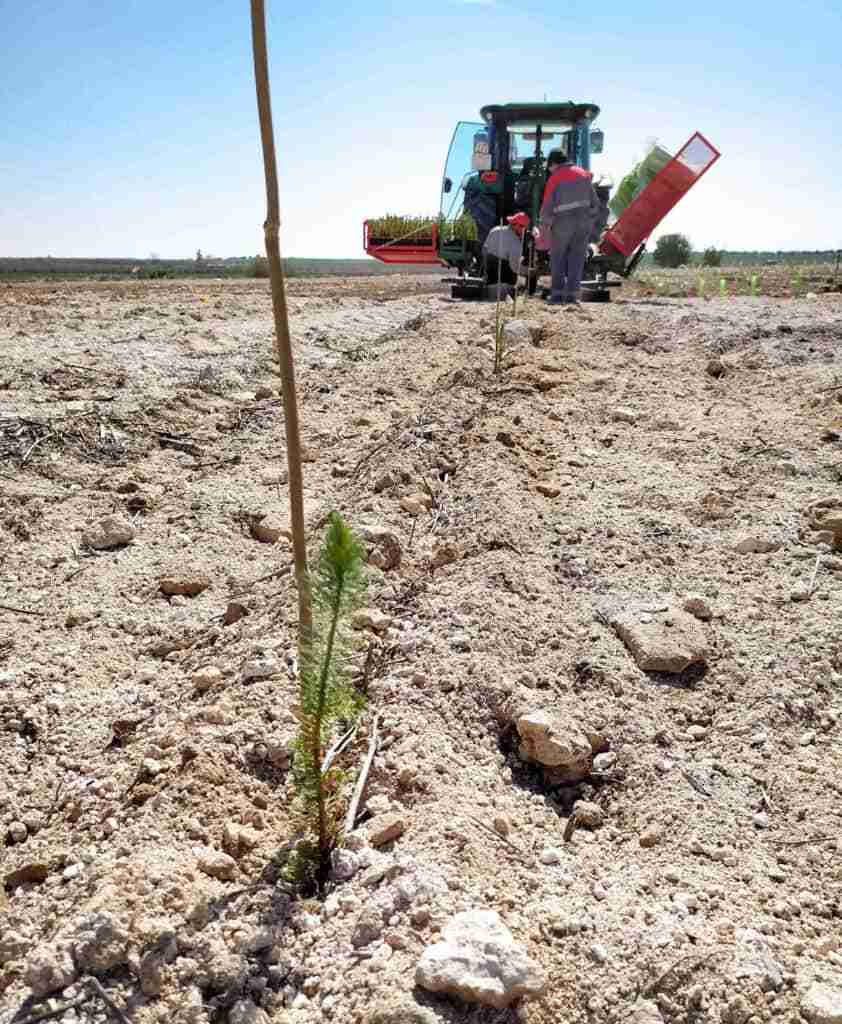 Comienza la reforestación del vertedero sellado con 800 pinos piñoneros 1