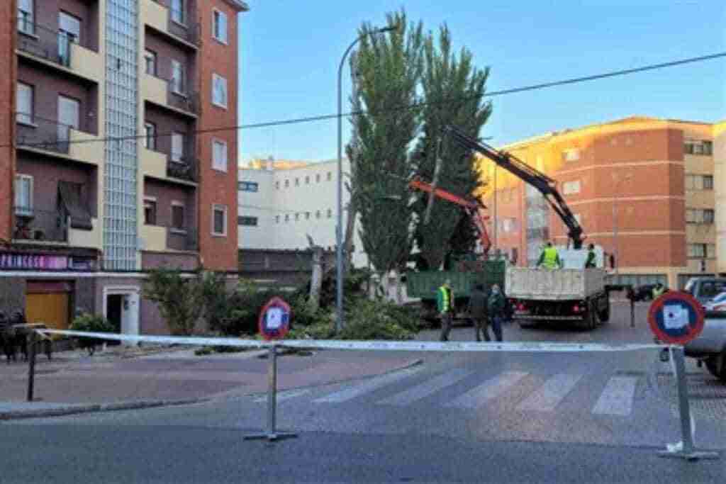 plan de podas del ayuntamiento de cuenca