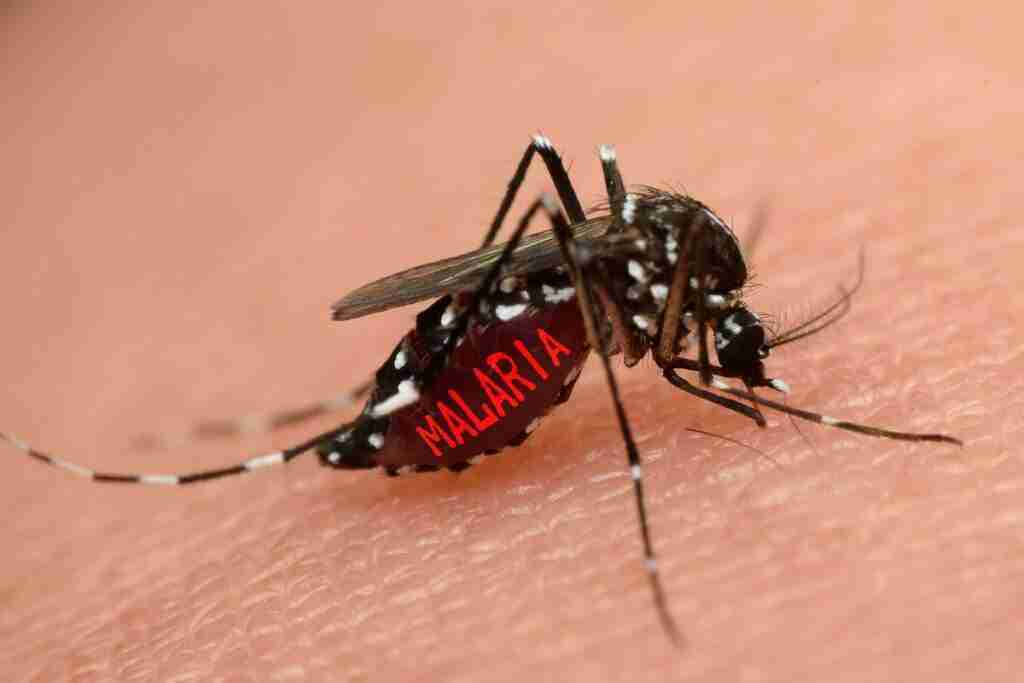 Más casos y muertes por malaria en 2020 como consecuencia de la covid-19 1 Más casos y muertes por malaria en 2020 como consecuencia de la covid-19 1