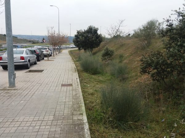 Actuación desbroce y limpieza avenida del Madroño (3)