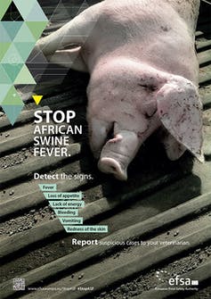 No todo es covid-19: la peste porcina africana amenaza a Europa 3