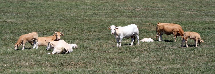 ¿De qué depende la calidad de la carne? 1