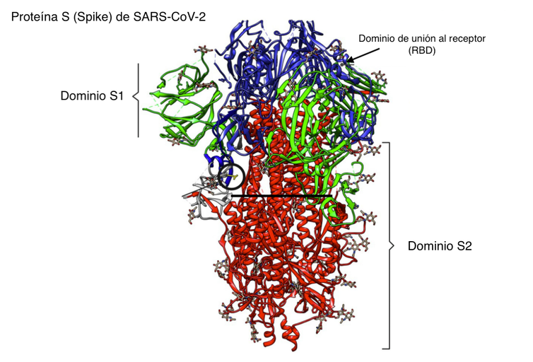 La supervacuna contra todas las variantes del SARS-CoV-2 y futuras amenazas 5