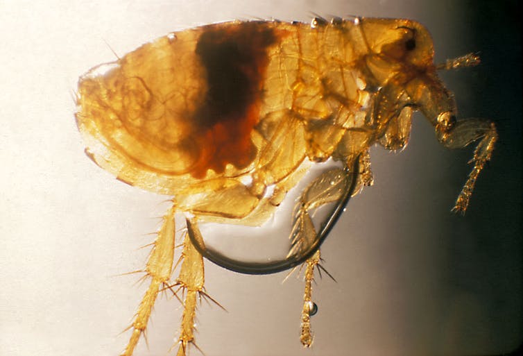 Magnified flea