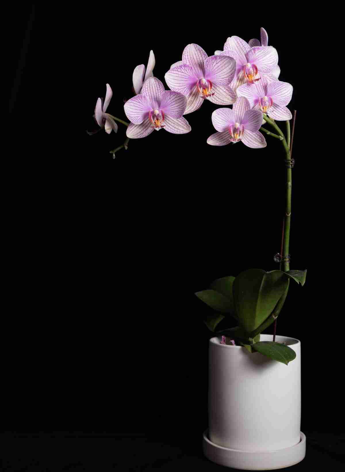 Las orquídeas vuelven a estar de moda ¿sabes cómo cuidarlas? 2
