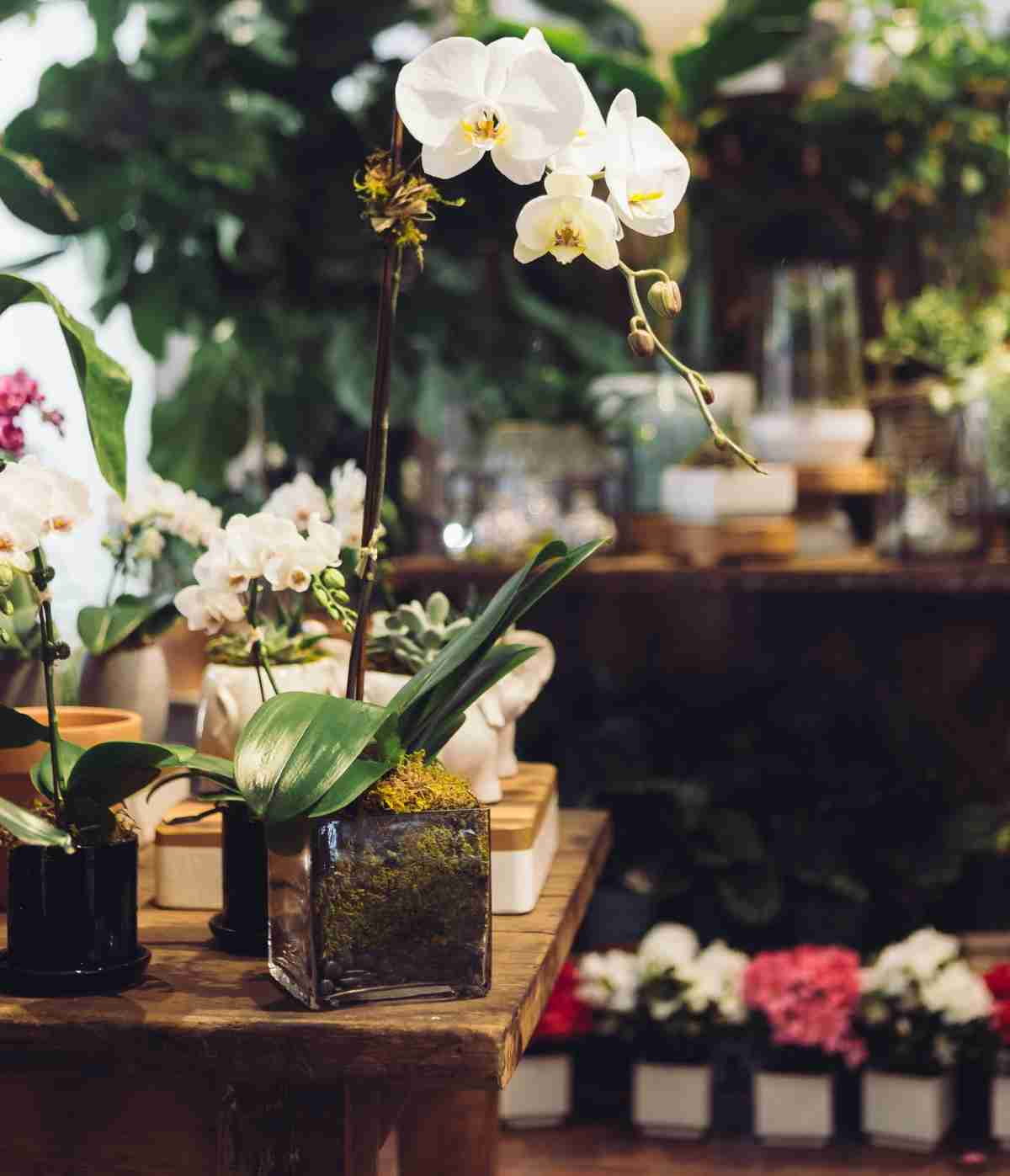Las orquídeas vuelven a estar de moda ¿sabes cómo cuidarlas? 3