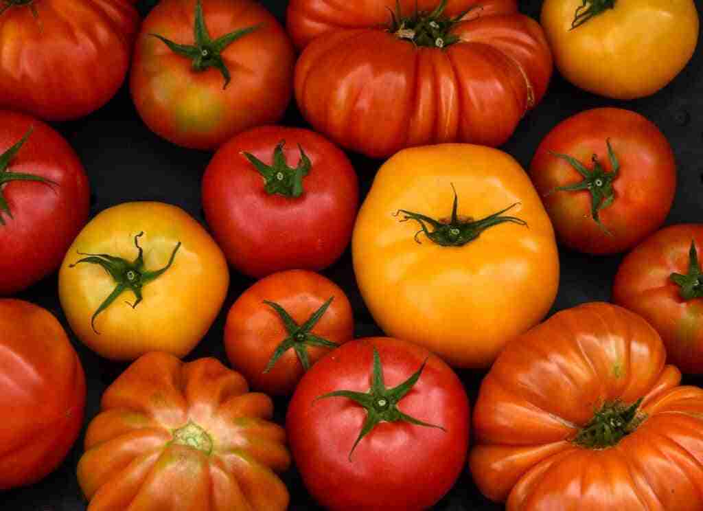 La domesticación del tomate en América: un viaje de ida y vuelta 2