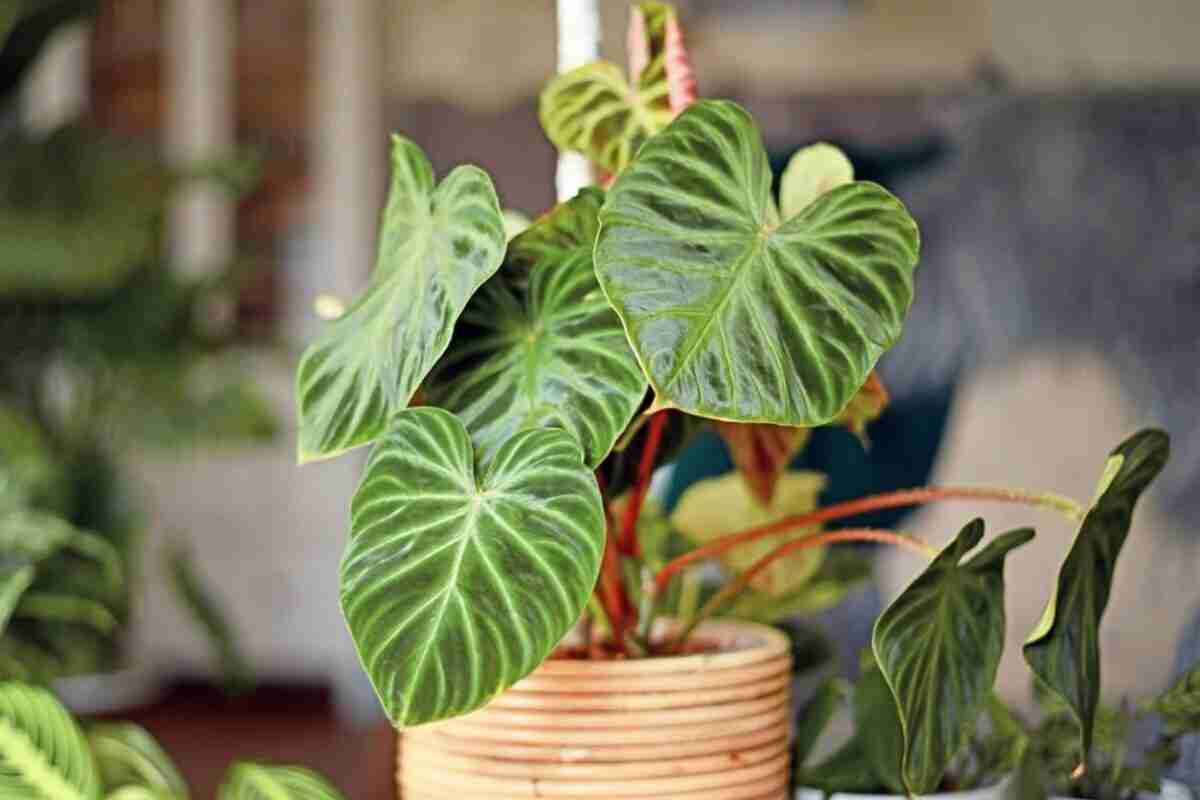 Plantas que dan buena energía recomendadas por el Feng Shui 8