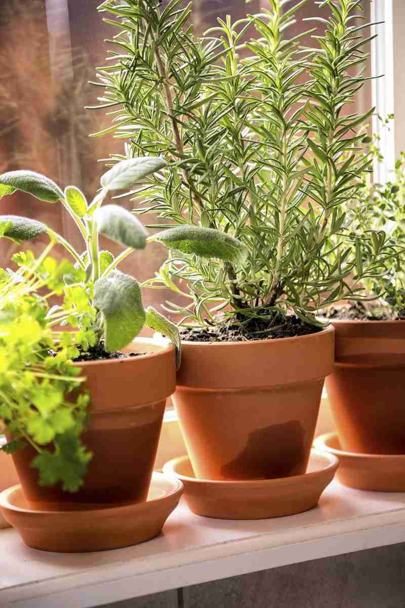 Plantas que dan buena energía recomendadas por el Feng Shui 12